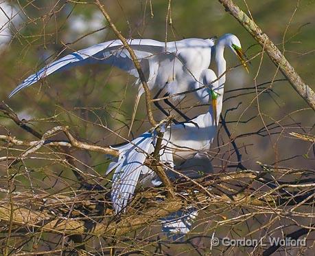 Breeding Egrets_45551.jpg - Great Egret (Ardea alba)Photographed at Lake Martin near Breaux Bridge, Louisiana, USA.